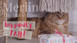 Merlin the Maine Coon - Big Pawty FAIL! by Merlin the Maine Coon 770 views 3 years ago 3 minutes, 2 seconds