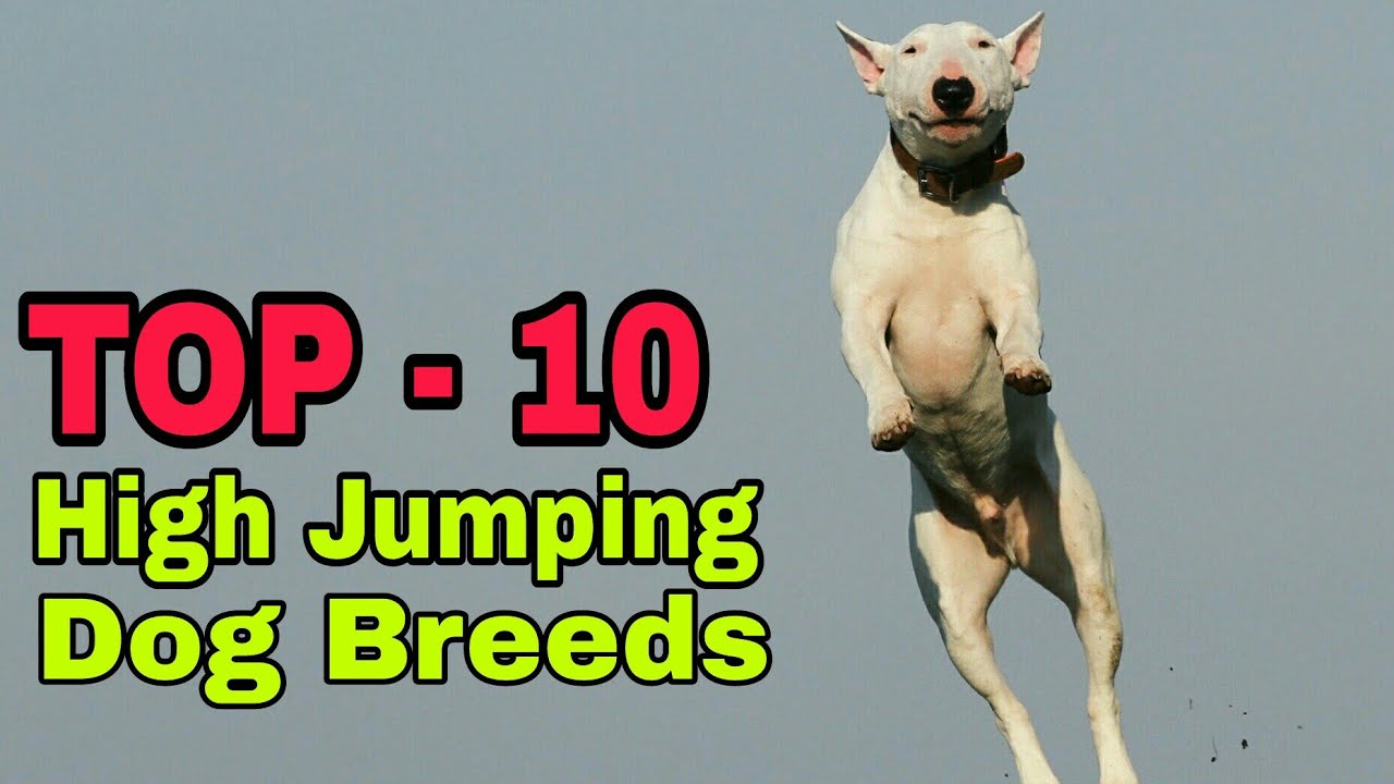 top 10 highest jumping dog breeds