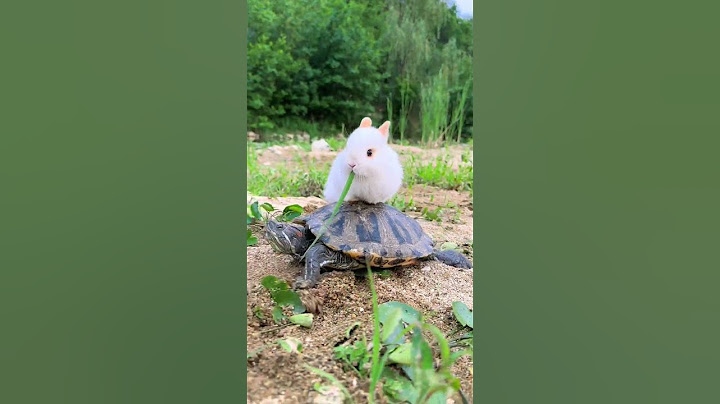 The little rabbit's car turned out to be a turtle. Cute pet debut plan. Rabbit. Pastoral cute pe