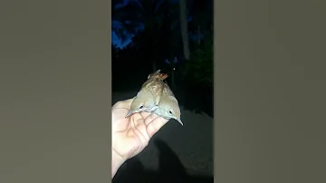 عصفور اللبودي ويسمى أيضا الزرادي 