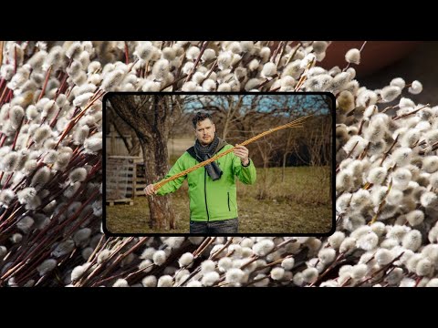 Video: Ako upletiete živú vŕbu?