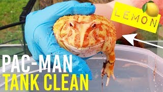 Pacman Frog Tank Clean & Setup