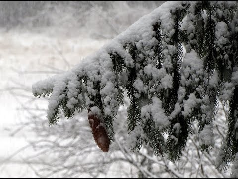 Video: Zimski Praznici: Svjetski Dan Snijega