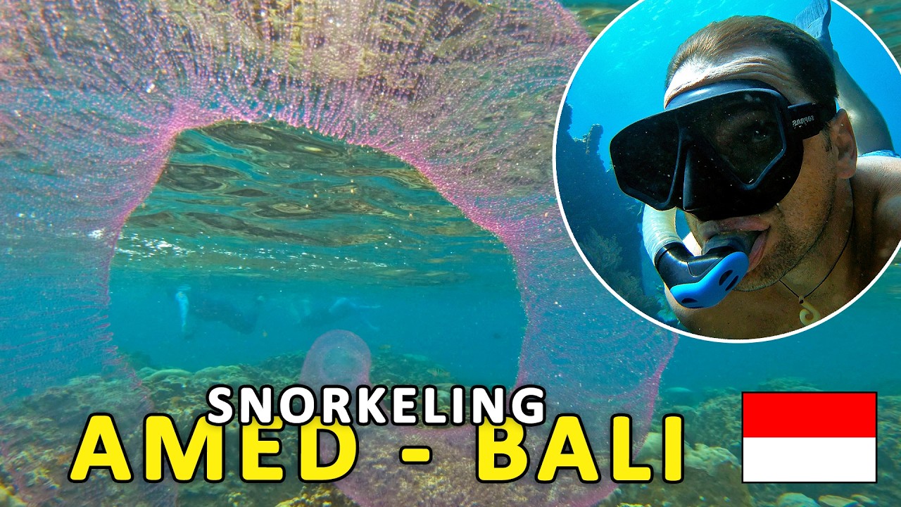 ANIMALE SUBACVATICE la SNORKELING in AMED, Insula BALI, INDONEZIA: JEMELUK BEACH & JAPANESE WRECK