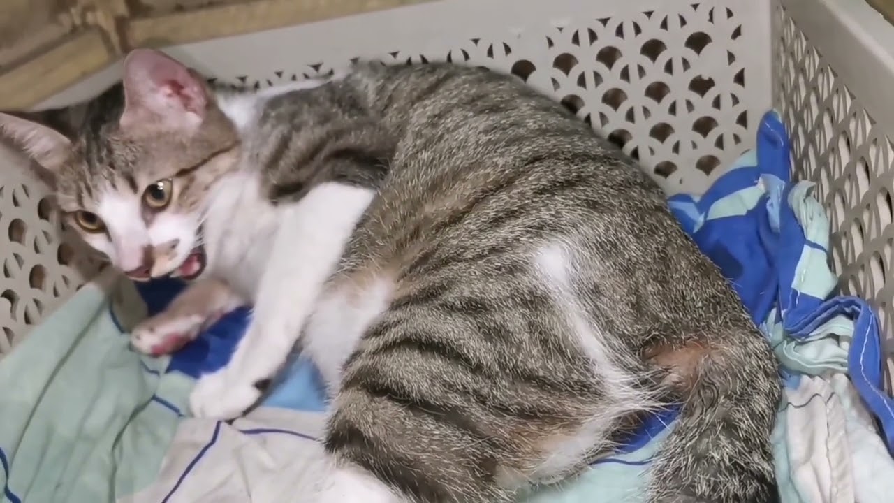 Cat Giving Birth (meow ze lei. 06.15.2025)