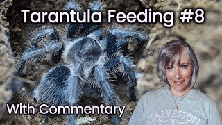 Tarantula Feeding Video #8 with Commentary