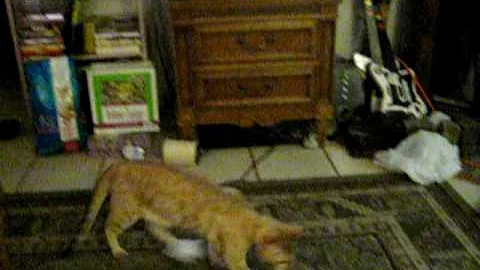 Watch the video about Fetching snow bengal cat