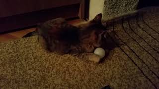 Funny cat plays with ball