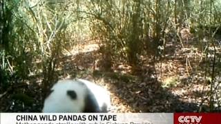 Mother Panda Strolls With Her Cute Cub In China