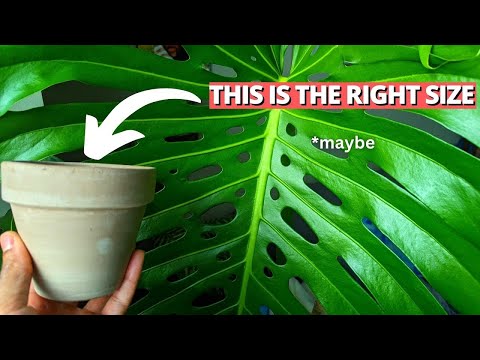 Stop picking the wrong pot size for your Monstera | #CommunityQuestions