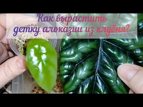Обзор теплички с детками алоказий/Особенности ухода и выращивания с 0/Рассказываю все от А до Я