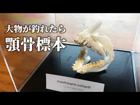 How to make a fish skeleton. - YouTube