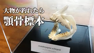 How to make a fish skeleton. - YouTube