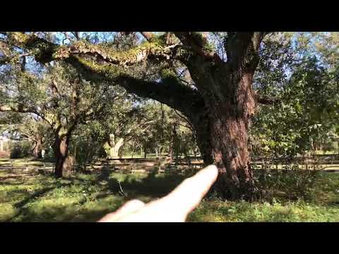 78458 Robert Penton Rd., Bush, LA home video tour