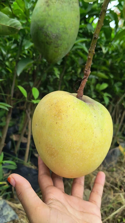 coconut mango #lyrics #song #love #music #mangotree #good #mango #fruiting #kingoffruitsmango