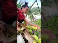Tapping Coconut Sap (Tuba) High Up! 🥥 #Shorts