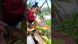 Tapping Coconut Sap (Tuba) High Up! 🥥 #Shorts