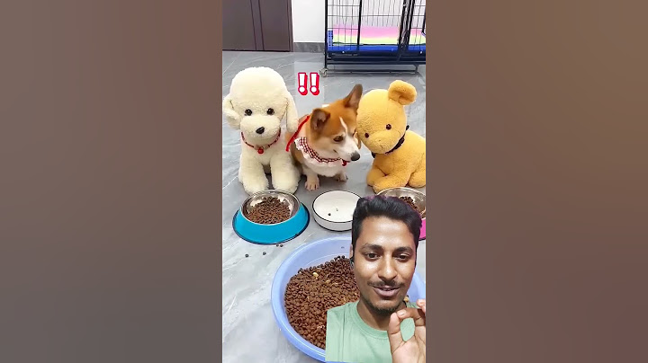 Angry Sigma Dog 🤣🤣 Aayush & Chanda #momson #memes #theekuchi #funny #comedy #aayushabhay #shortfeed
