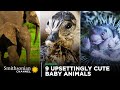 Animal Behavior and Adaptations
