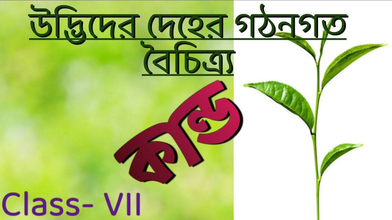 কান্ড /Class- VII /Chapter- 6