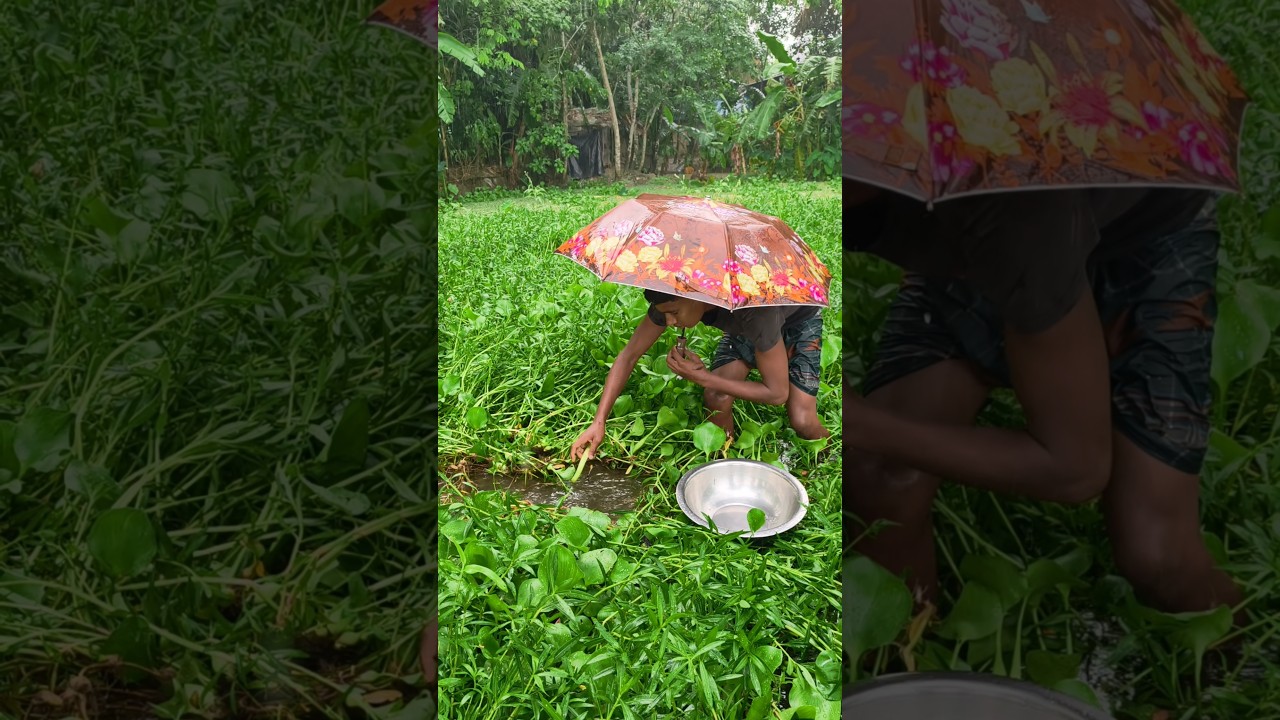 বর্ষার মৌসুমে কচুরিপানা ডগা বরশি দিয়ে মাছ ধরা।। fishing in rainy day #shorts