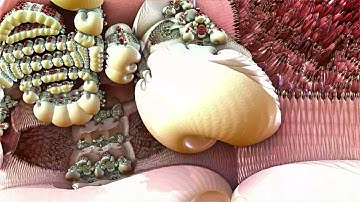 H O L O M I N D - Sensually Mesmerized