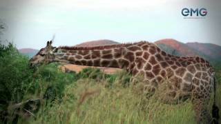 TEASER BIG SAFARI EMG 2013