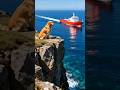The heroic golden retriever who saved the crew ofa ship #goldenretriever #rescue #ship