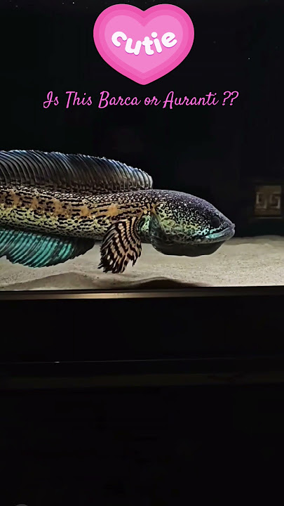 MMA Cutie Snakehead | Channa Barca or Channa Aurantimaculata #monsterfish #snakehead #barca #auranti