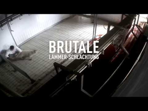 Brutale Lämmer-Schlachtungen