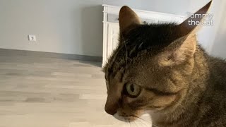 Cat cannot believe what his own voice sounds like