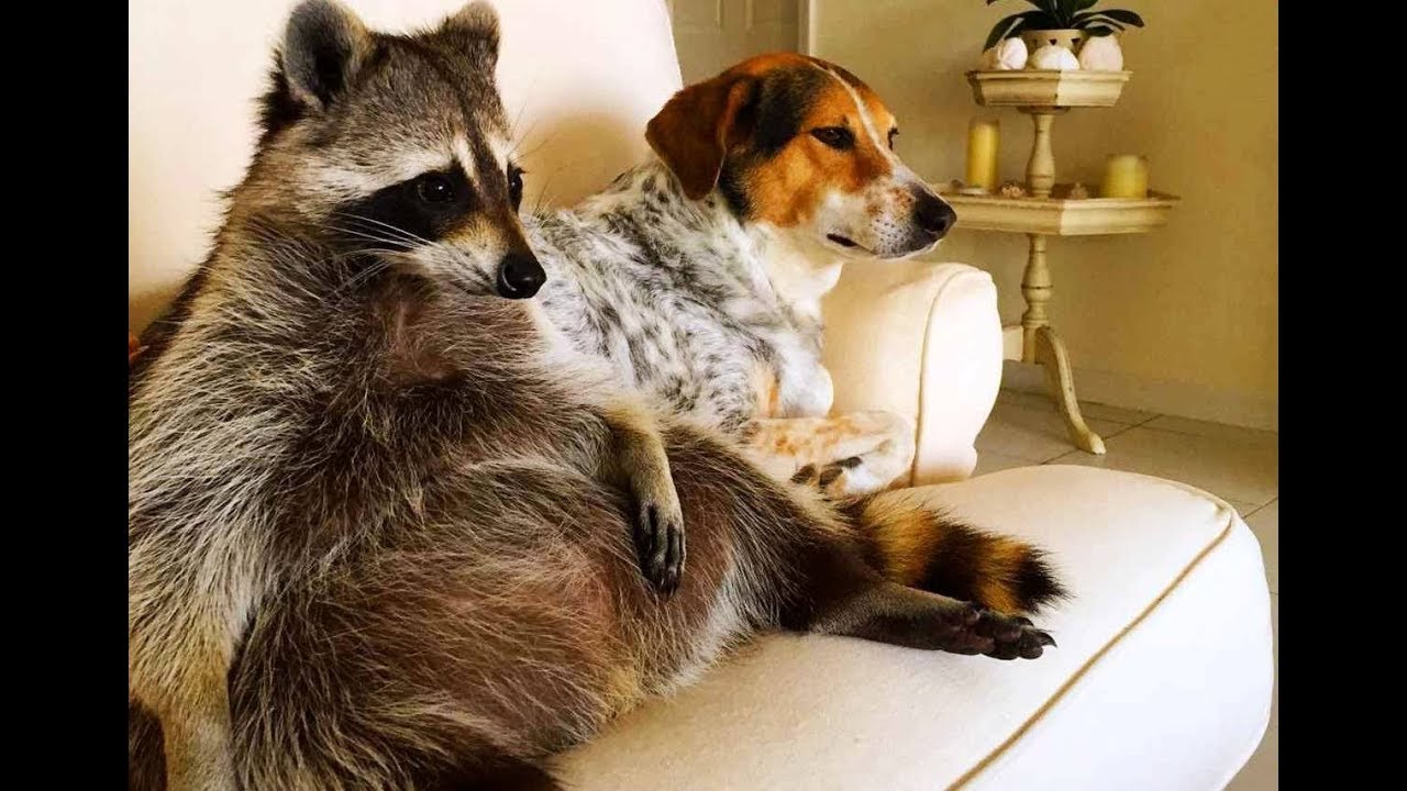 eldad hagar interview Pumpkin The Raccoon Has An Identity Crisis – Thinks She’s A Dog!