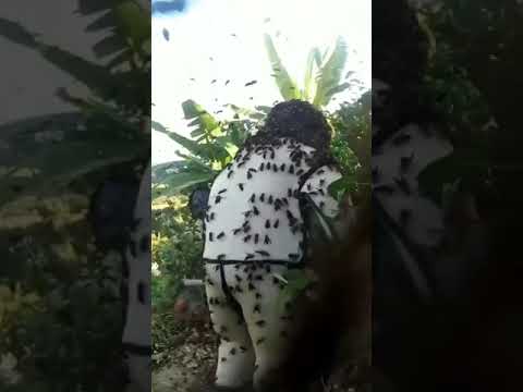 Video: Sinek Kuşu Besleyici Arı Kontrolü: Arıları Sinek Kuşu Besleyicilerinden Uzak Tutmak
