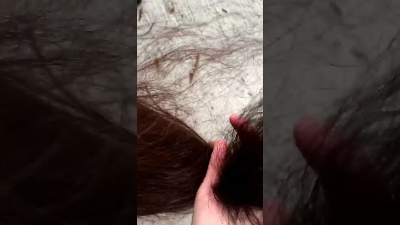 The Chihuahua Emily and How Long my Hair is!