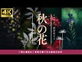 #127 【カメラ初心者必見】秋の花を美しく撮るコツ5選!