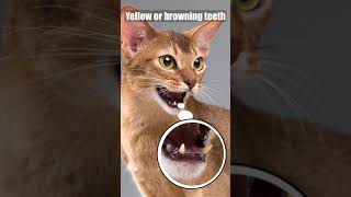 How to know if your cat has dental problems