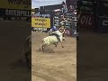 Nutty in PBR 2020 (Los Angeles CA) #bullriding #pbr #fun #animal #bulls