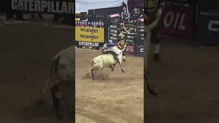 Nutty in PBR 2020 (Los Angeles CA) #bullriding #pbr #fun #animal #bulls