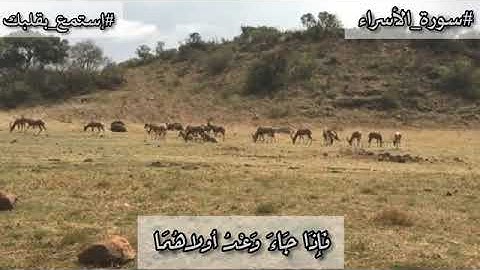 هشام الهراز سورة الإسراء