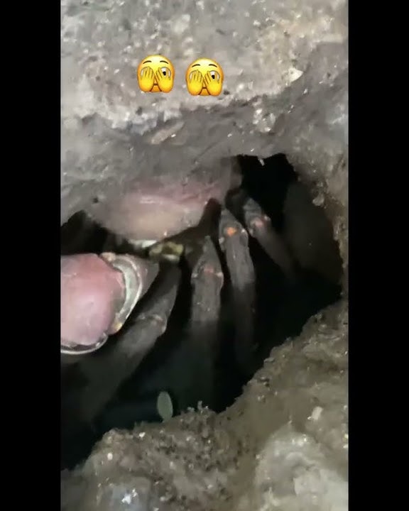 Massive and Terrifying Spider Discovered (Must See) Scary Comp