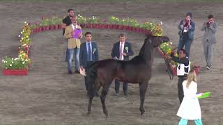 N 74 Durret Al Ghabraa   Syrian National Chdanionship 2024   Mares 7 Years Old Class 8