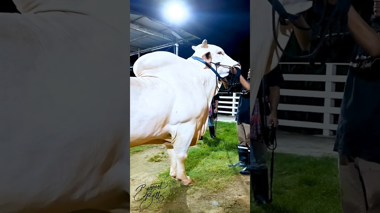 Nukra bull from Brownie's Ranch