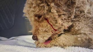 He Was ATTACKED by a Mountain Lion