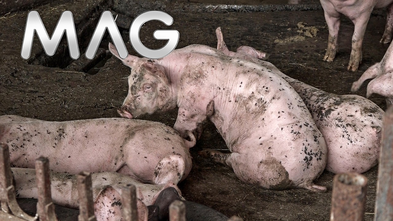 AFRIČKA KUGA SVINJA U VELIKOJ MERI PRISUTNA U OBRENOVCU