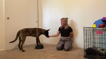 2 Methods for Adding a Verbal Cue / "Naming Behaviors" - Tutorial