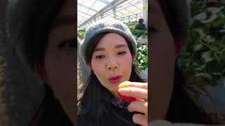 Miyukiの楽しいイチゴ狩り
