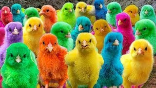 Colorful Chickens and Rainbow Chicks, Cute Fish, Ducks, Animals sound,Animal Companions