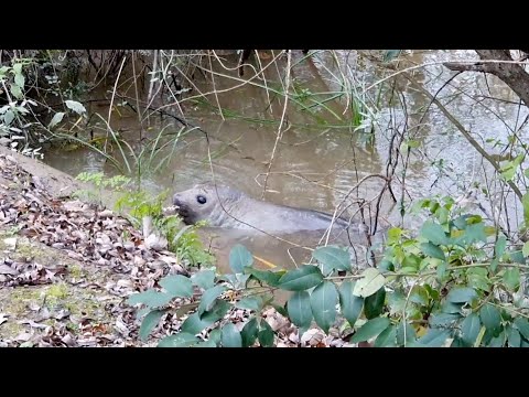 Vídeo: Por que deltas coletam elefantes?