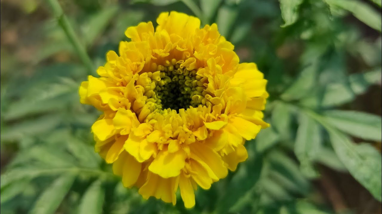Marigold Flower//Medicinal Plant//Health Benefits YouTube