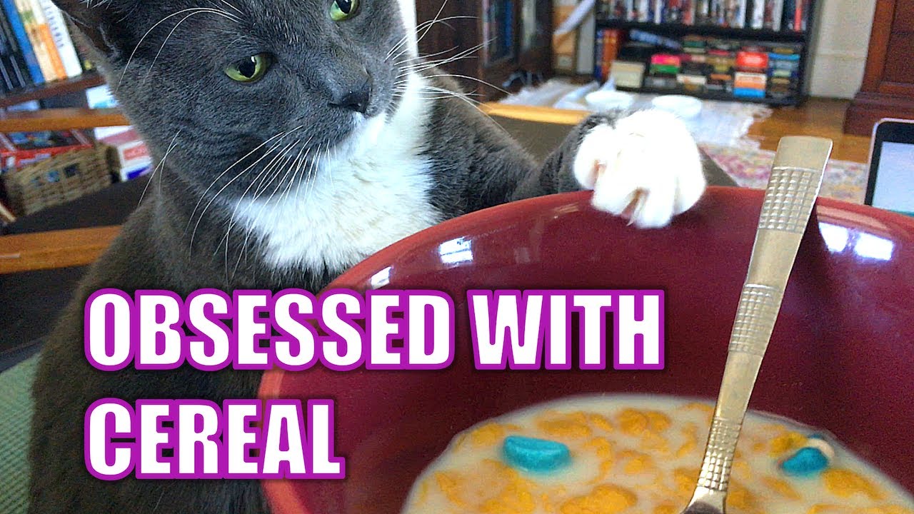 My cat is obsessed with cereal YouTube